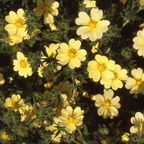 POTENTILLA recta POTENTILLA recta