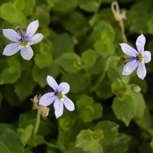 PRATIA pedunculata PRATIA pedunculata