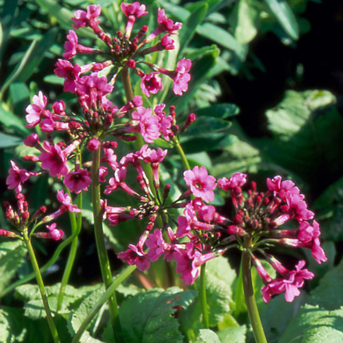 PRIMULA japonica 'Miller's Crimson' PRIMULA japonica 'Miller's Crimson'