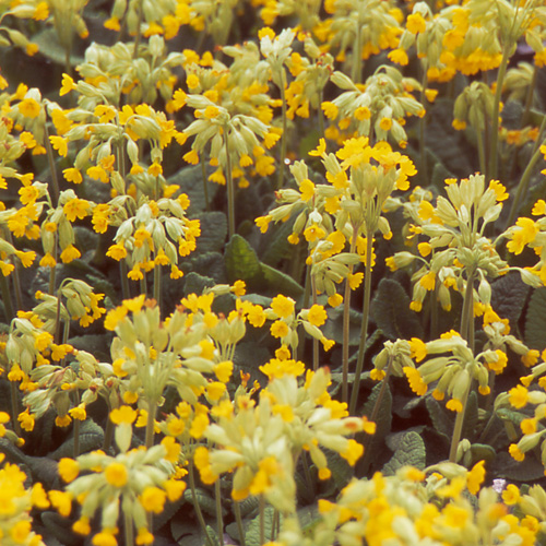 PRIMULA veris PRIMULA veris