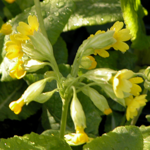 PRIMULA veris PRIMULA veris