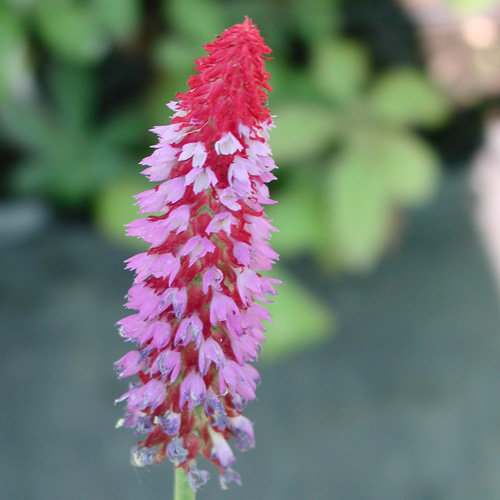 PRIMULA vialii PRIMULA vialii