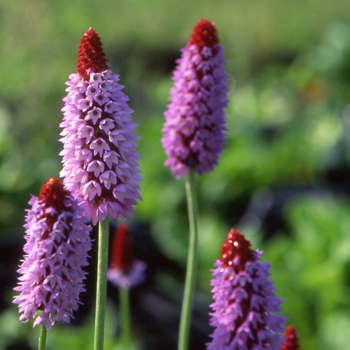 PRIMULA vialii PRIMULA vialii
