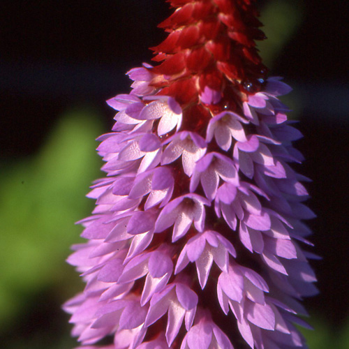 PRIMULA vialii PRIMULA vialii