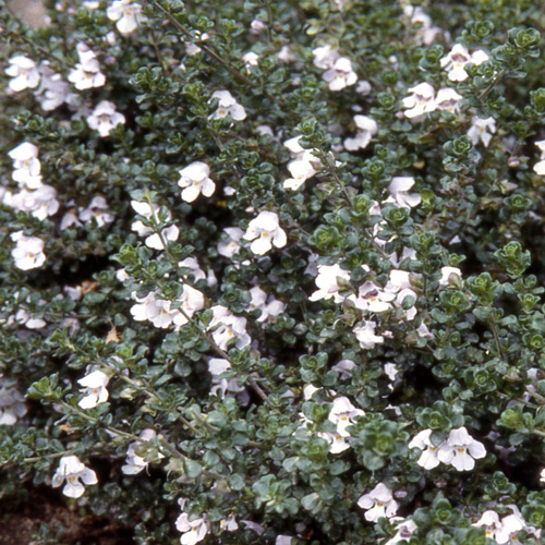 PROSTANTHERA cuneata PROSTANTHERA cuneata