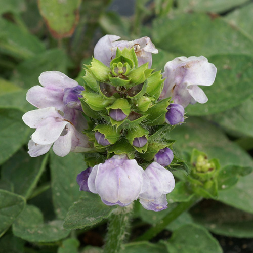 PRUNELLA grandiflora 'Loveliness' PRUNELLA grandiflora 'Loveliness'