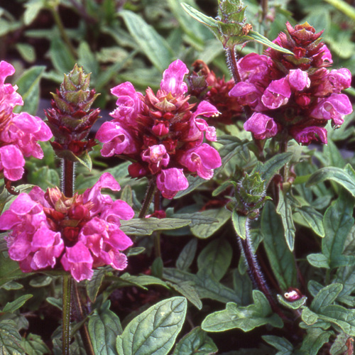 PRUNELLA grandiflora 'Rubra' (P. vulgaris 'Rubra') PRUNELLA grandiflora 'Rubra' (P. vulgaris 'Rubra')