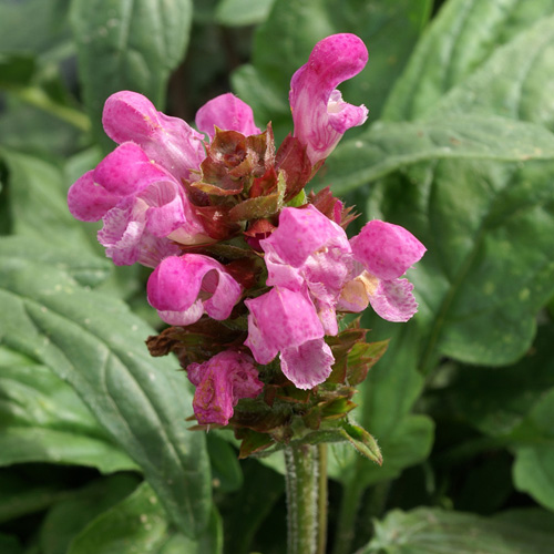 PRUNELLA grandiflora 'Rubra' (P. vulgaris 'Rubra') PRUNELLA grandiflora 'Rubra' (P. vulgaris 'Rubra')