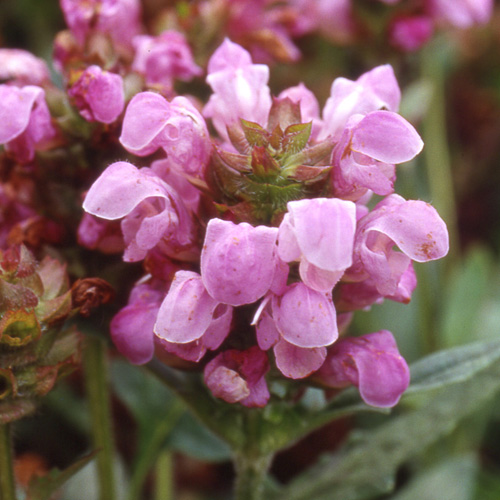 PRUNELLA webbiana 'Rosea' PRUNELLA webbiana 'Rosea'