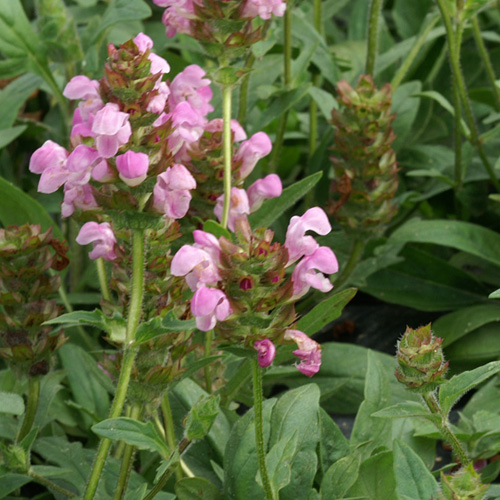 PRUNELLA webbiana 'Rosea' PRUNELLA webbiana 'Rosea'