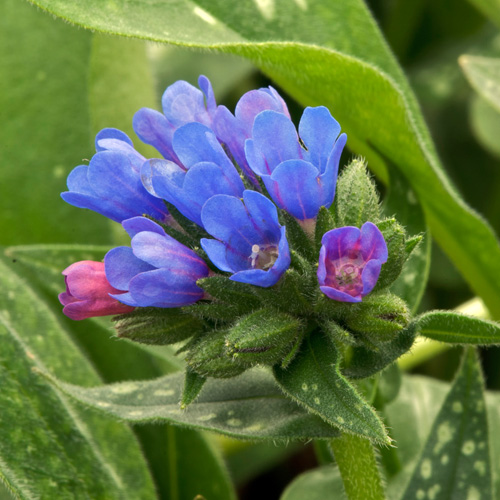 PULMONARIA 'Little Star' PULMONARIA 'Little Star'