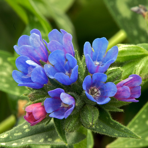 PULMONARIA 'Little Star' PULMONARIA 'Little Star'