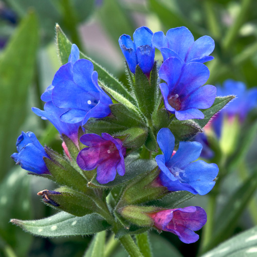 PULMONARIA 'Little Star' PULMONARIA 'Little Star'