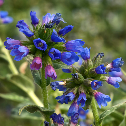PULMONARIA longifolia 'E.B Anderson' PULMONARIA longifolia 'E.B Anderson'