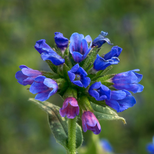 PULMONARIA longifolia 'E.B Anderson' PULMONARIA longifolia 'E.B Anderson'