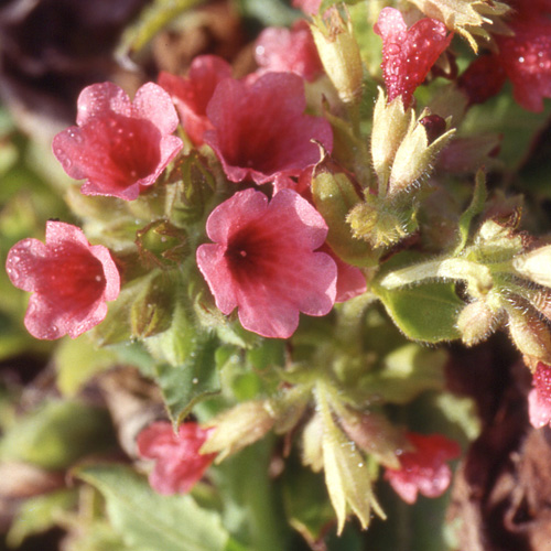 PULMONARIA rubra 'Redstart' PULMONARIA rubra 'Redstart'