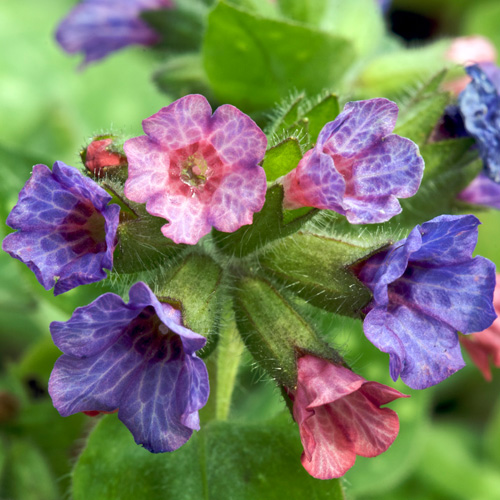 PULMONARIA saccharata 'Dora Bielefeld' PULMONARIA saccharata 'Dora Bielefeld'