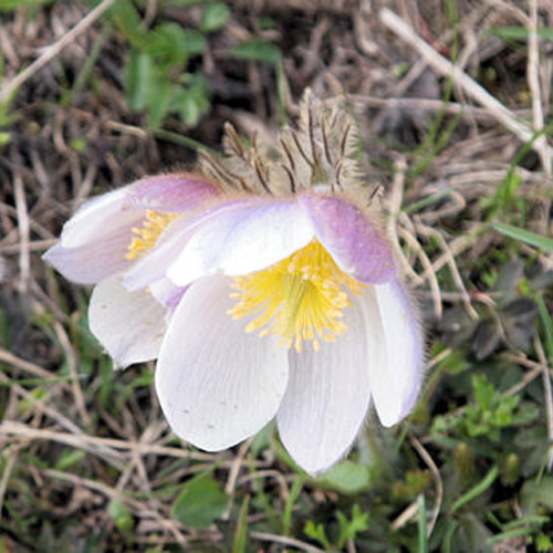 PULSATILLA vernalis PULSATILLA vernalis