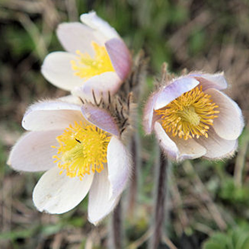 PULSATILLA vernalis PULSATILLA vernalis