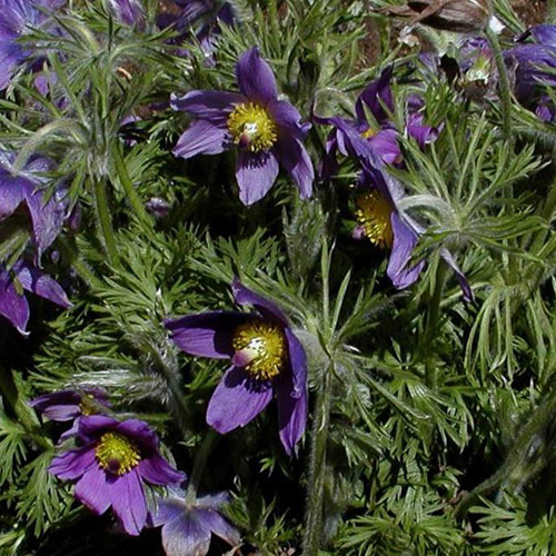 PULSATILLA vulgaris PULSATILLA vulgaris