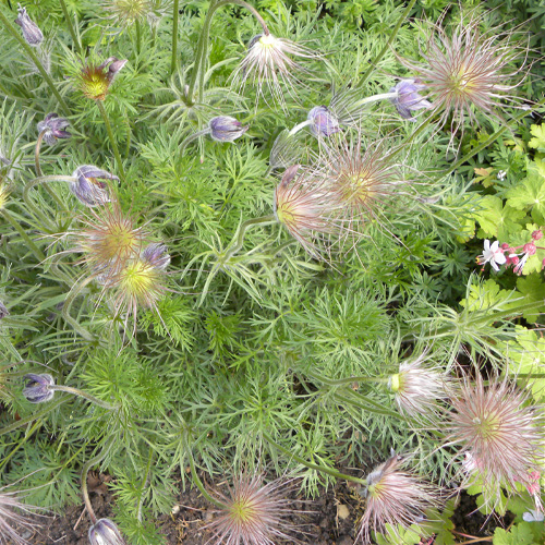 PULSATILLA vulgaris PULSATILLA vulgaris