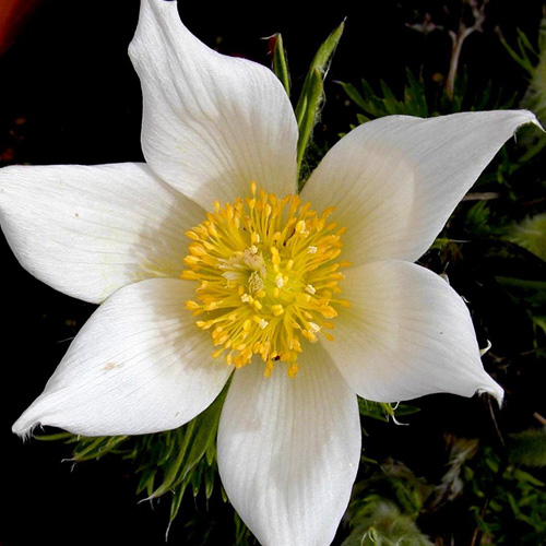 Plantes Vivaces PULSATILLA vulgaris 'Alba' - Anémone pulsatille - Pulsatille  printanière en vente - Pépinière Lepage