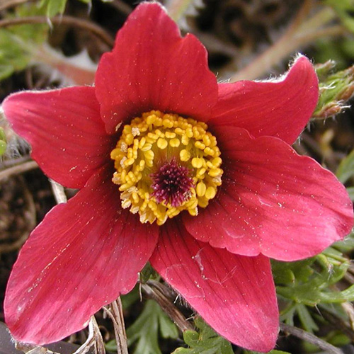 Plantes Vivaces PULSATILLA vulgaris 'Rubra' - Anémone pulsatille -  Pulsatille printanière en vente - Pépinière Lepage