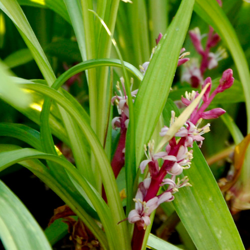 REINECKEA carnea REINECKEA carnea