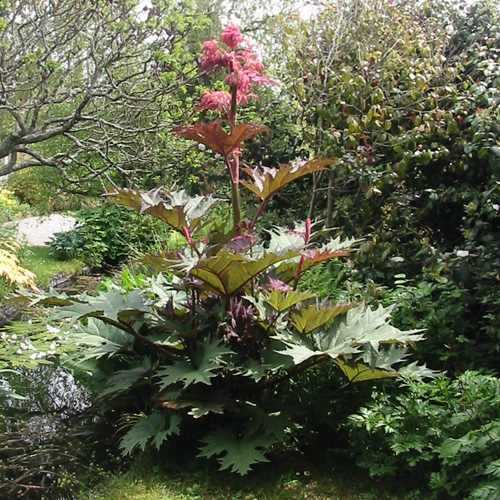 RHEUM palmatum var. tanguticum RHEUM palmatum var. tanguticum