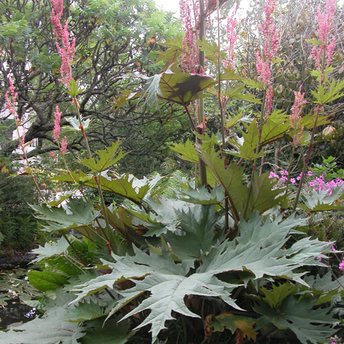 RHEUM palmatum var. tanguticum RHEUM palmatum var. tanguticum