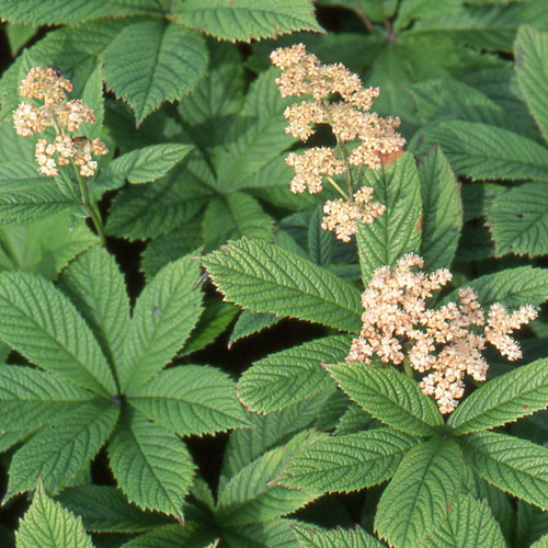 RODGERSIA aesculifolia RODGERSIA aesculifolia
