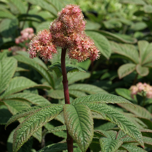 RODGERSIA 'Chocolate Wings' RODGERSIA 'Chocolate Wings'
