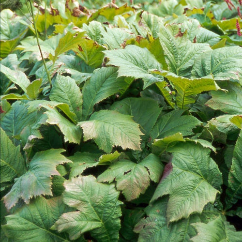 RODGERSIA pinnata RODGERSIA pinnata
