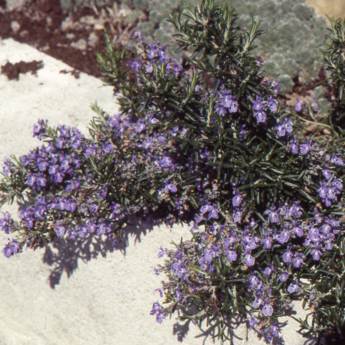 ROSMARINUS officinalis 'Prostatus' (lavandulaceus) ROSMARINUS officinalis 'Prostatus' (lavandulaceus)