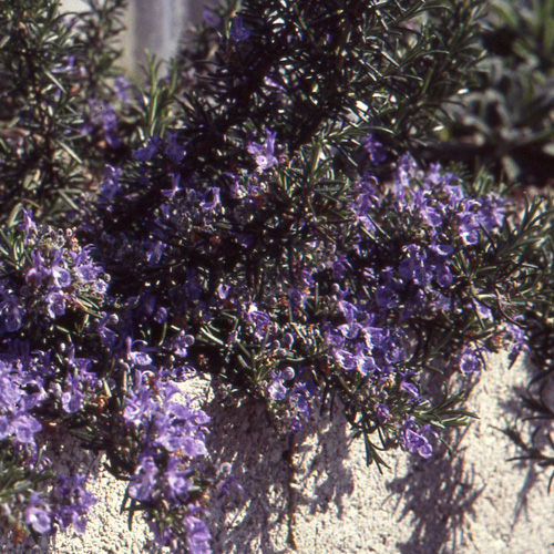 ROSMARINUS officinalis 'Prostatus' (lavandulaceus) ROSMARINUS officinalis 'Prostatus' (lavandulaceus)