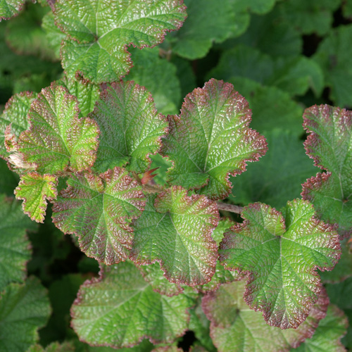 RUBUS 'Betty Ashburner' RUBUS 'Betty Ashburner'