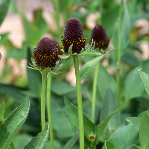 RUDBECKIA occidentalis 'Green Wizard' RUDBECKIA occidentalis 'Green Wizard'