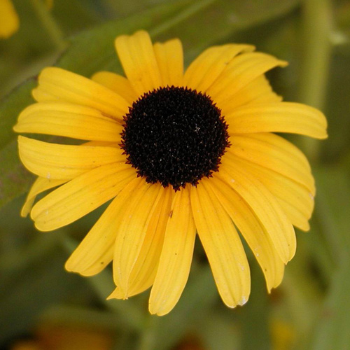 RUDBECKIA subtomentosa RUDBECKIA subtomentosa