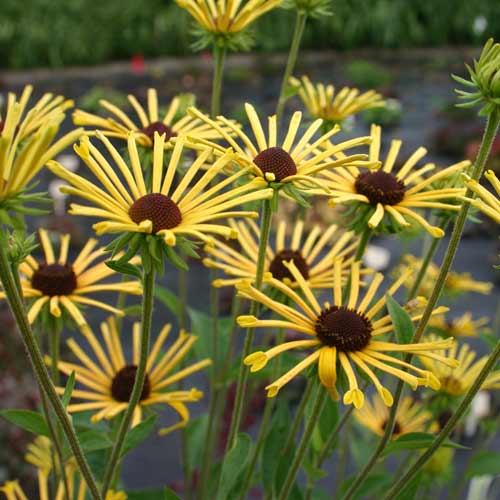 RUDBECKIA subtomentosa 'Henry Eilers' RUDBECKIA subtomentosa 'Henry Eilers'