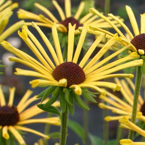 RUDBECKIA subtomentosa 'Henry Eilers' RUDBECKIA subtomentosa 'Henry Eilers'