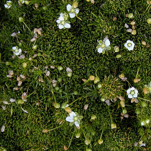 Plantes Vivaces SAGINA subulata - Sagine en vente - Pépinière Lepage