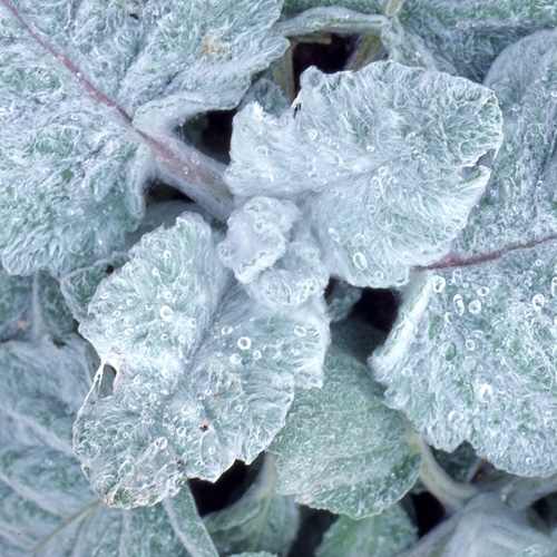 SALVIA argentea SALVIA argentea