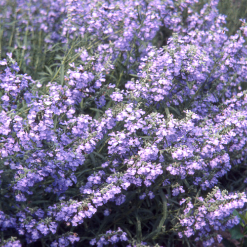 SALVIA azurea 'Grandiflora' SALVIA azurea 'Grandiflora'