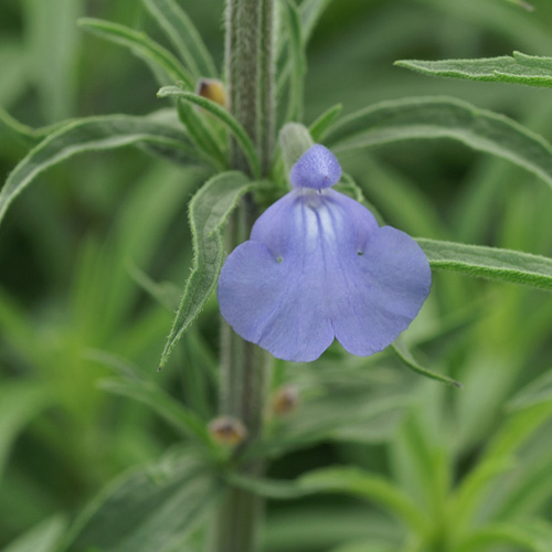 SALVIA azurea 'Grandiflora' SALVIA azurea 'Grandiflora'