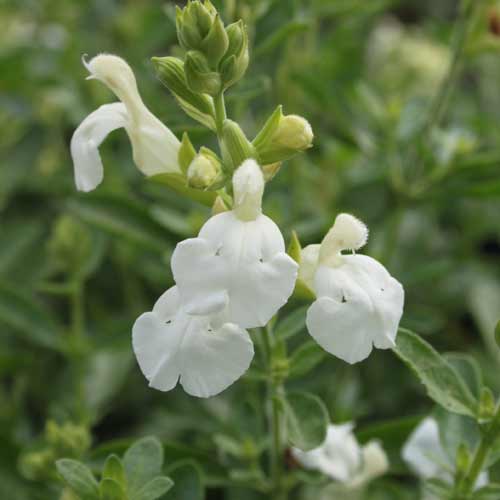 SALVIA greggii ‘Alba’ SALVIA greggii ‘Alba’
