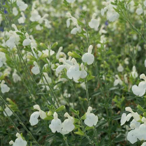 SALVIA greggii ‘Alba’ SALVIA greggii ‘Alba’