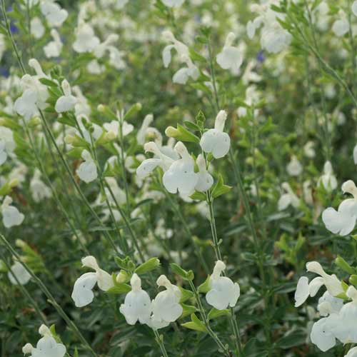 Plantes Vivaces SALVIA greggii 'Alba' - Sauge en vente - Pépinière Lepage