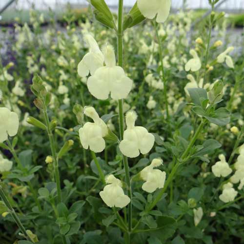 SALVIA greggii 'Sungold' SALVIA greggii 'Sungold'