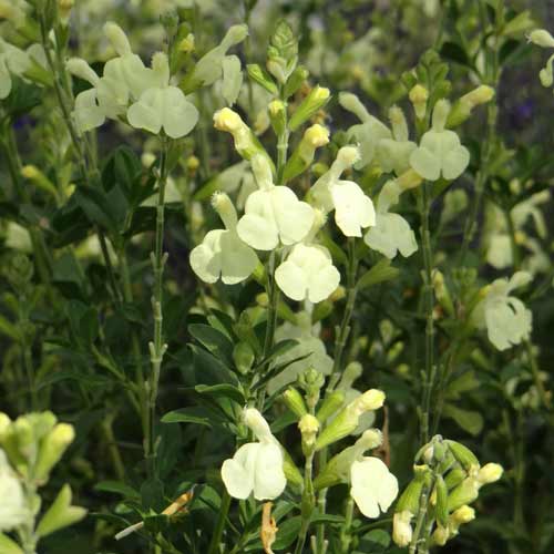 SALVIA greggii 'Sungold' SALVIA greggii 'Sungold'