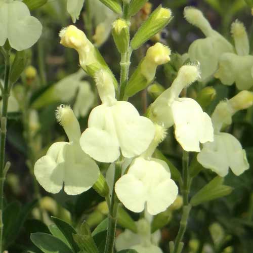 SALVIA greggii 'Sungold' SALVIA greggii 'Sungold'